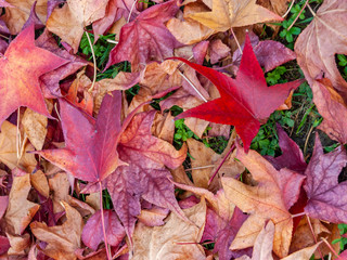 Detail of leaves on grass fallen from chestnut trees in autumn, which create textures with warm colors all over the background.