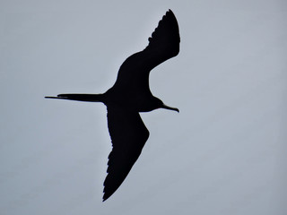 Beautiful Frigatebird (Fregatidae) flying on a cloudy sky