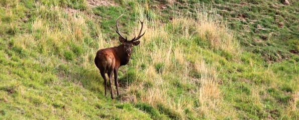 cerfs brame © zebeloune22