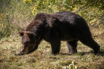 Brown bear in wildlife