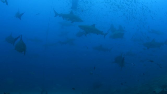Bull Shark, Carcharhinus leucas feeding in Pacific harbour Fiji
