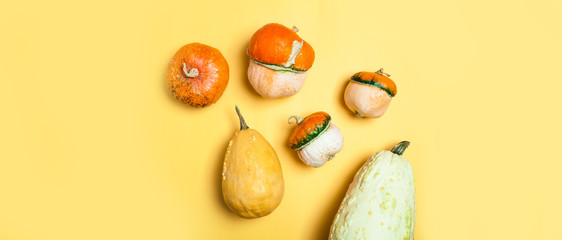 Decorative oroginal pumpkins on wooden background. Minimal helloween or Thanksgiving day trendy...