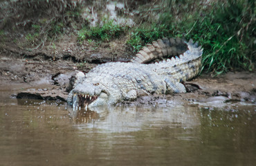 Crocodile laying on a river bank at the Masai Mara