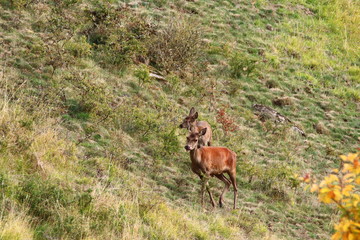 cerfs et biches sauvages Cantal