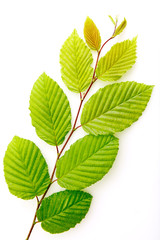 Green beech leaves on branch isolated on white background.