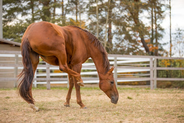 Fototapeta premium portrait of horse scratching itself with hind leg in paddock in autumn