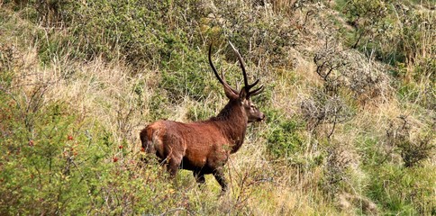 cerfs et biches sauvages Cantal