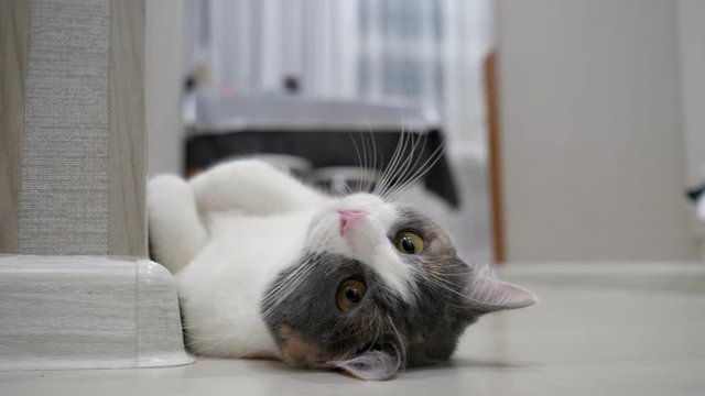 cute relaxed cat head with closing brown eyes and funny big ears lies on white floor near wall close view