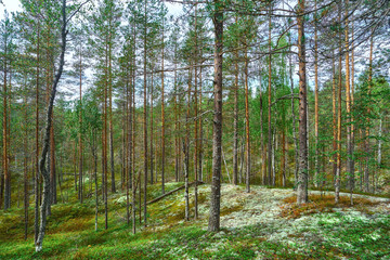 Obraz premium Zielone sosny w lasach Karelii