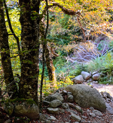 un arbre et l'automne