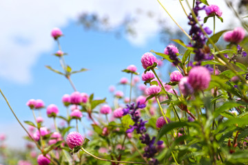 青空の下のセンニチコウ