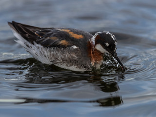 A Red-necked Phalarope had recently come up from diving, Varanger Peninsula, Norway