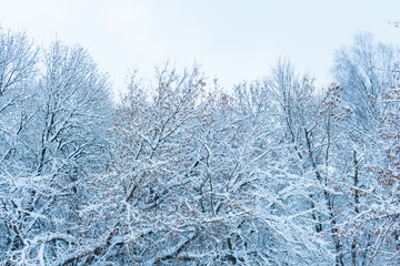 trees covered with snow. snowy winter