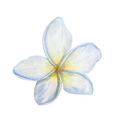 Blossom white flower on white background, watercolor hand drawn illustrator