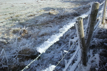 végétation givrée Cantal
