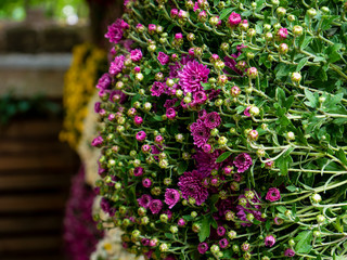 Compositions of autumn chrysanthemums in a public park