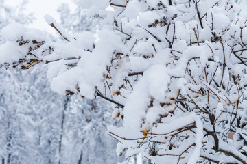 trees covered with snow. snowy winter