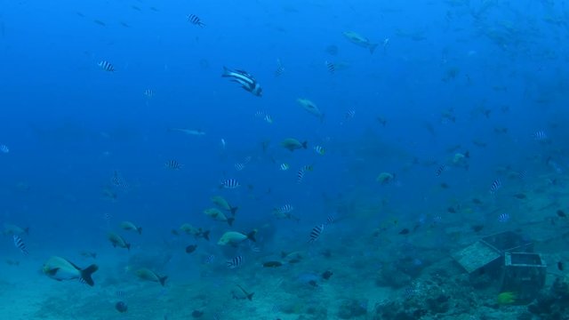 Bull Shark, Carcharhinus leucas feeding in Pacific harbour Fiji