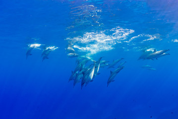 Fototapeta na wymiar Dolphin pod diving down from surface of ocean