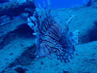 Lion Fish
