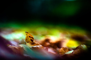 Autumn Leaf in the Park