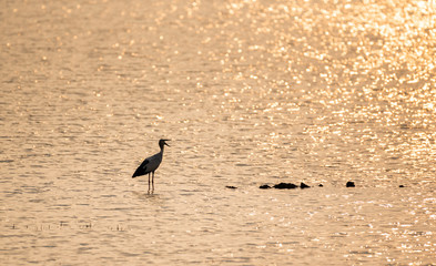 Fototapeta premium Bird in golden reflection of sunset light on rippling water of wave.