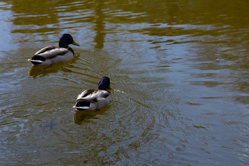 Two Ducks Swim In The Lake