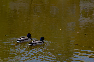 Two Ducks Swim In The Lake