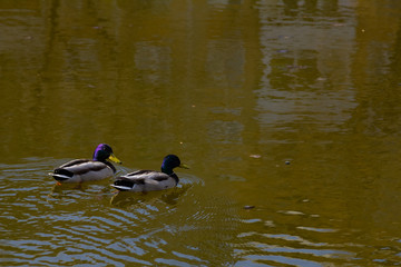 Two Ducks Swim In The Lake