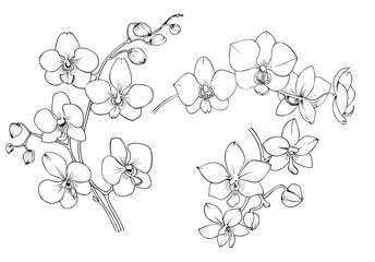 Orchid black and white vector drawing - obrazy, fototapety, plakaty