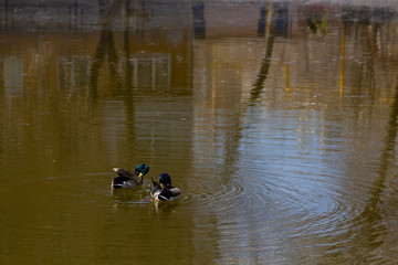 Two Ducks Swim In The Lake