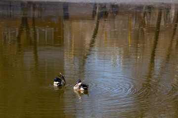 Two Ducks Swim In The Lake