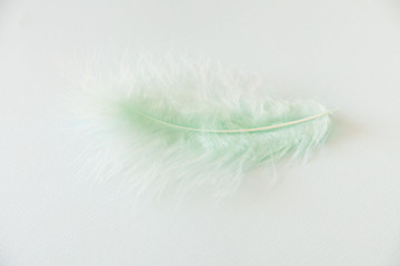 Fluffy feathers on pale teal blue background. Color Trends. Pastel turquoise and green color