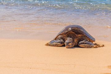 Sea turtle resting on sandy beach by ocean