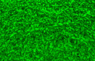 Decorative evergreen bush.