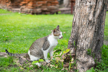 Naklejka na ściany i meble Animal, Thai cat