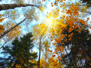 autumn background forest with oak birch trees and sunny beams