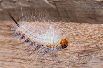 White and orange hairy spotted caterpillar, Uganda, Africa