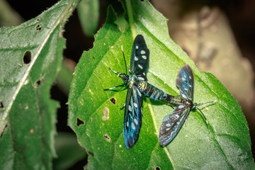 Two Heady Maiden moths (Amata kuhlweini) mating, Uganda, Africa