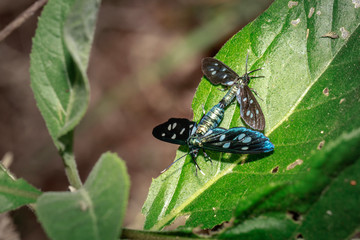 Two Heady Maiden moths (Amata kuhlweini) mating, Uganda, Africa