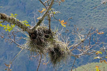 Aloe vera plant in the wild jungles natural background with copy space