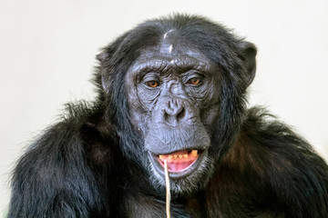 Chimpanzee portrait in nature view