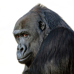 gorilla portrait in nature view