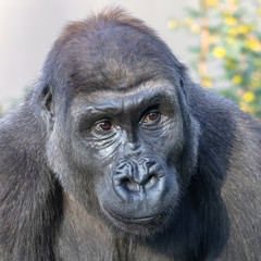 gorilla portrait in nature view