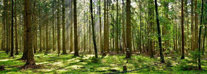 Beautiful forest with moss-covered soil and sunbeams through the trees - obrazy, fototapety, plakaty