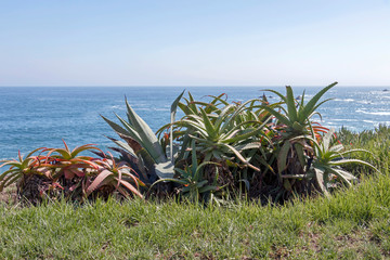 Aloe vera plant at the blue ocean coast, natural background with copy space