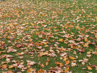 Obraz premium autumn maple yellow leaves on green grass