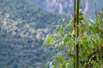 Green bamboo close up with blue sky background