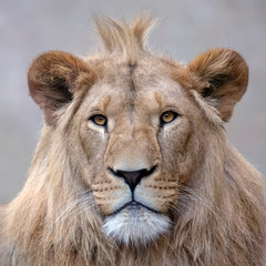 Obraz premium A beautiful young male lion portrait view