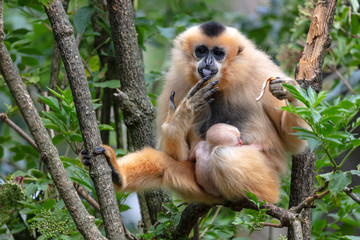 Yellow-cheeked gibbon mother view in nature